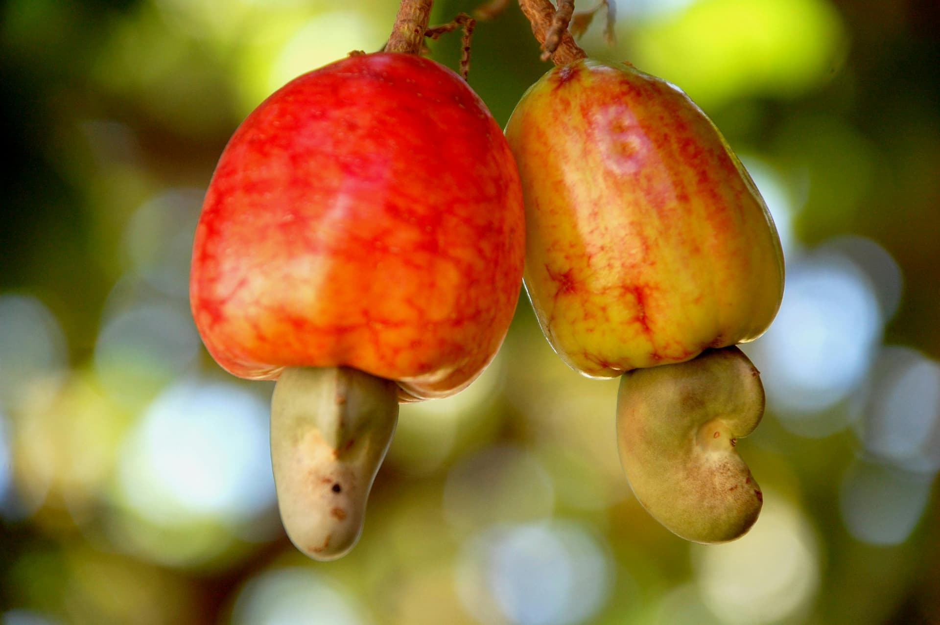 Cashew apples with the raw cashew nut hanging below, on the tree